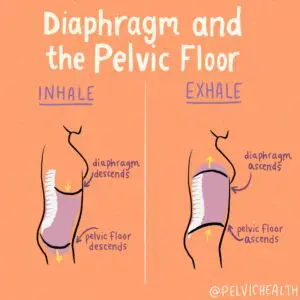 https://pelvicpainrehab.com/pelvic-floor-yoga-and-pilates/18519/part-i-breathing-techniques-for-pelvic-floor-health/